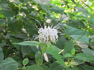 Bargamot