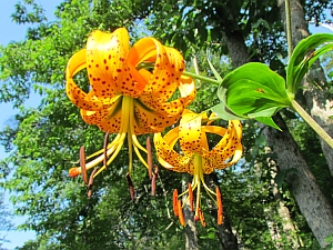 Turk's cap lily