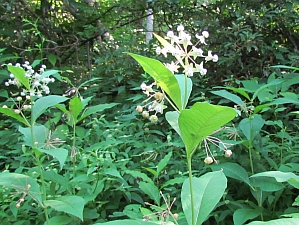 pokeweed