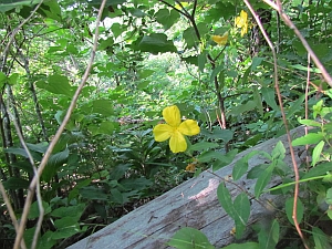 another yellow flower