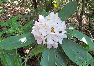 Rhododendron