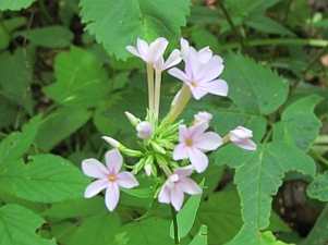 Unidentified flower