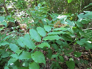 False Solomon's Seal