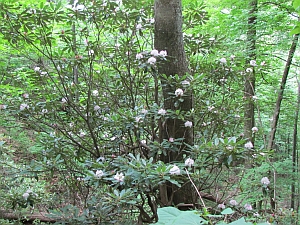 Rhododendron