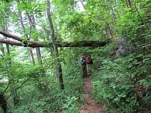 Tree above the trail