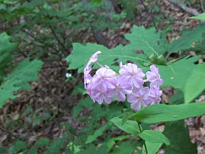 Pink flowers