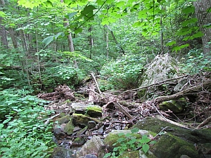 fallen trees