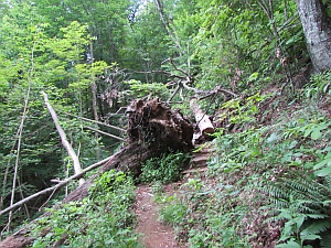 Fallen tree