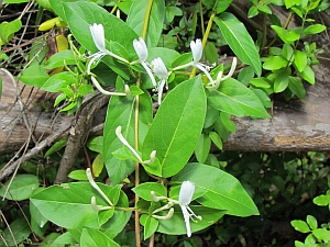 honeysuckle