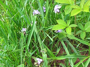 spiderwort