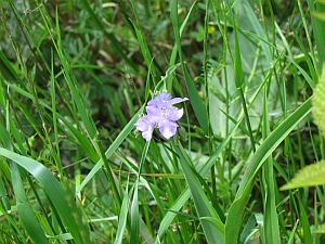 spiderwort