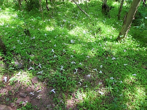 pawlomia blossoms