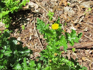 dandelion