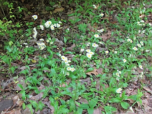 daisy fleabane