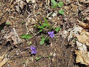 violets