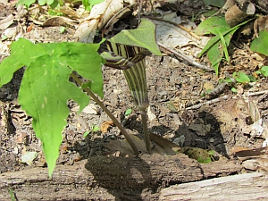 jack-in-the-pulpit