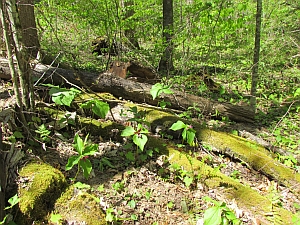 wake robin trillium