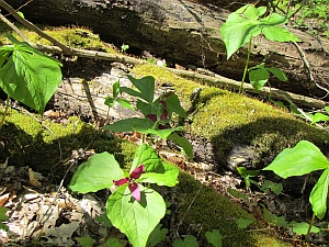 trillium