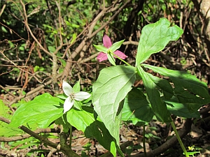 wake robin trillium