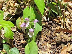 showy orchis