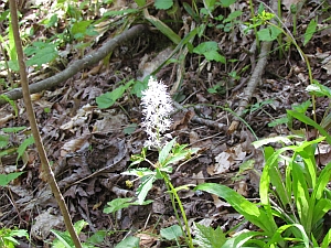 foam flower