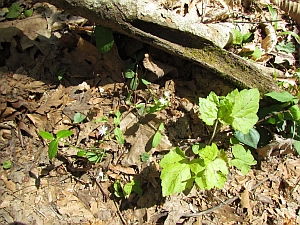 chickweed