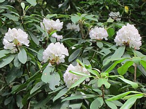 rhododendron along the trail