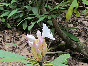 bud with one blossom