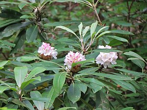 More flowers