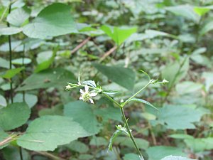 tiny white flower