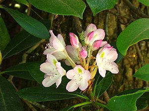 pink buds