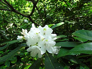 white blossom