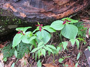 wake robin trillium