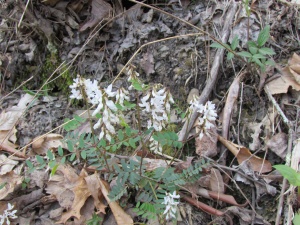 vetch