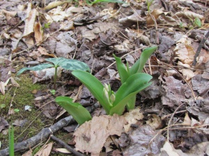 Showy orchis