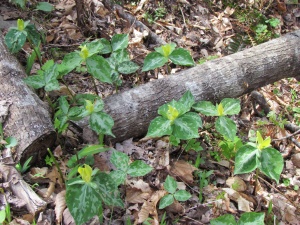 yellow trillium