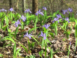 iris
