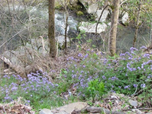 purple phacelia