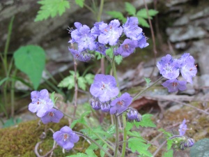 purple phacelia