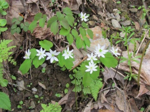 rue anemone