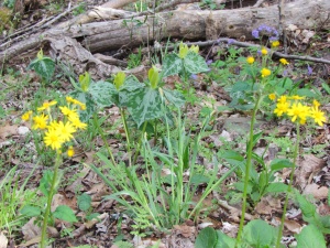 yellow flowers