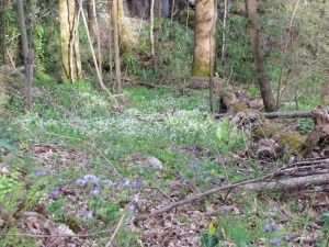 fringed phacelia