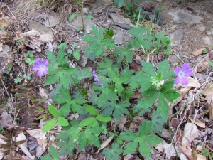 wild geranium