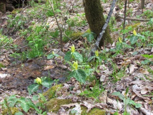 yellow trillium