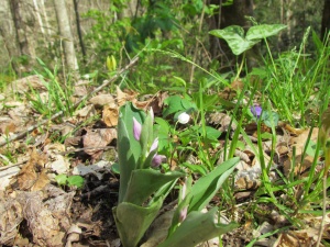 Showy orchis