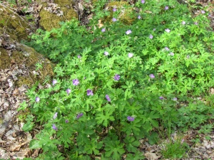 wild geraniums