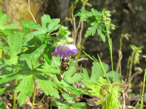 bee on wild geranium