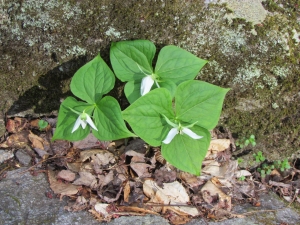 trillium