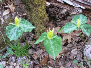 yellow trillium