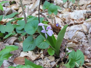 showy orchis